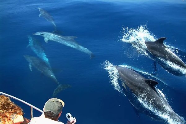 Premium Boat Tour Gran Canaria - Image 3