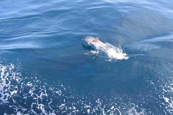 Premium Boat Tour Gran Canaria - Image 8