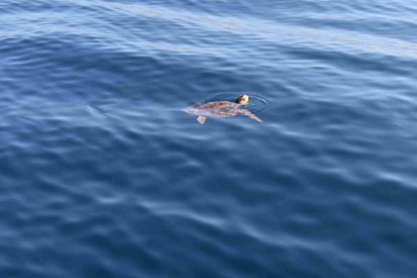 Premium Boat Tour Gran Canaria - Image 4