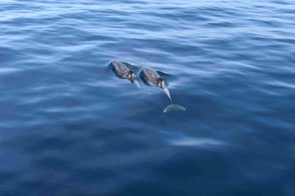 Premium Boat Tour Gran Canaria - Image 5