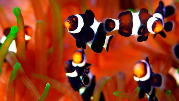 Poema del Mar Gran Canaria № 1 World Record Aquarium - Image 9