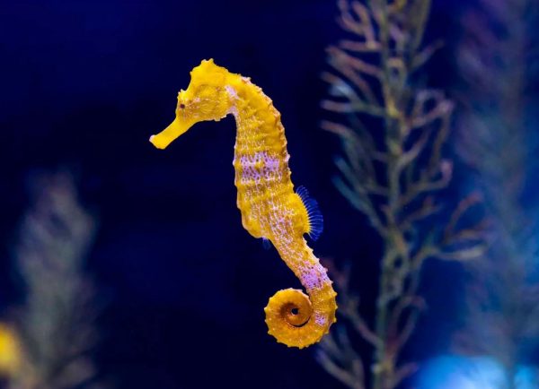 Poema del Mar Gran Canaria № 1 World Record Aquarium - Image 3